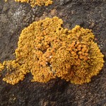 Caloplaca saxicola