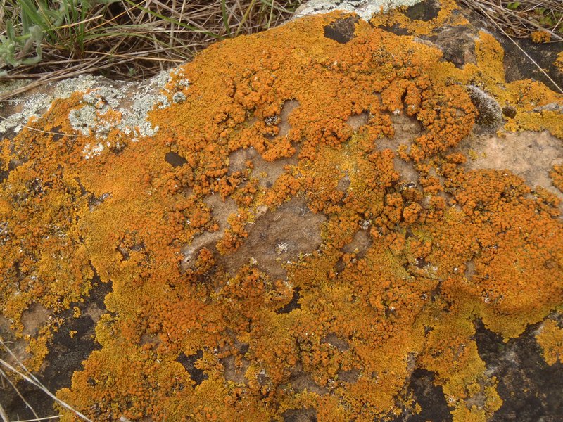 Caloplaca saxicola