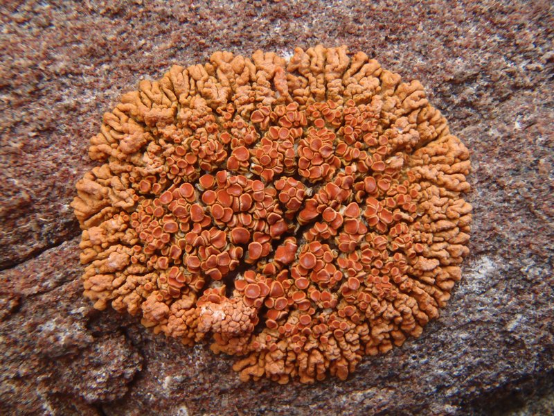 Caloplaca saxicola