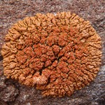 Caloplaca saxicola