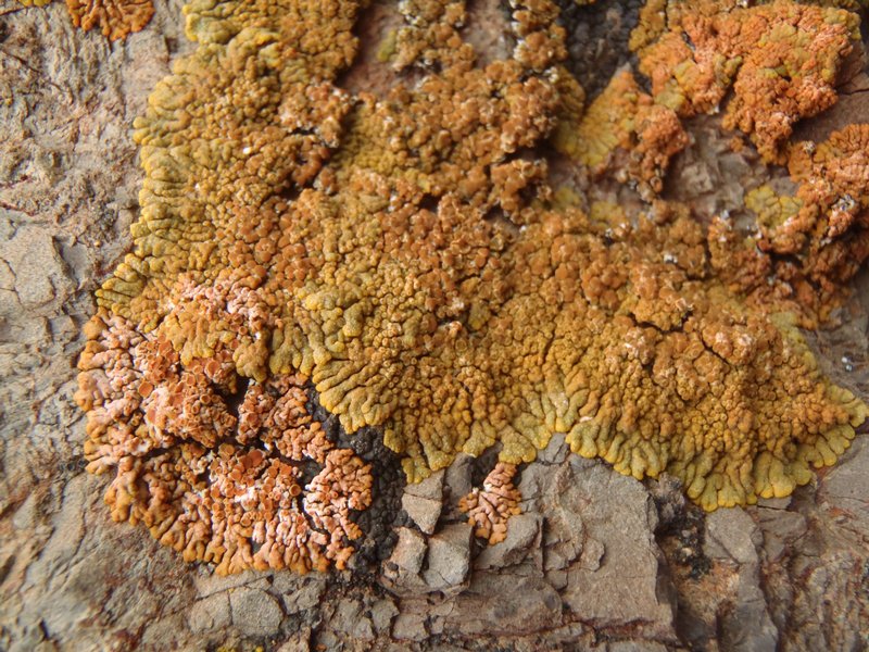 Caloplaca saxicola