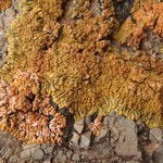 Caloplaca saxicola