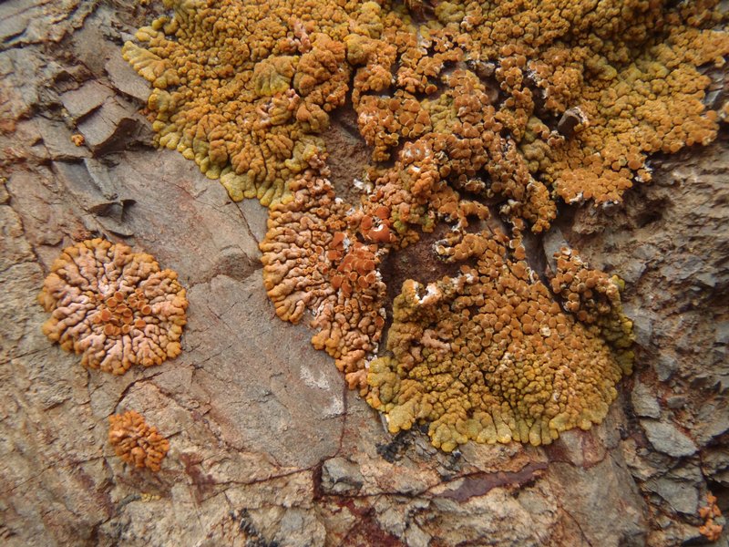 Caloplaca saxicola