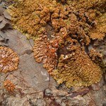 Caloplaca saxicola