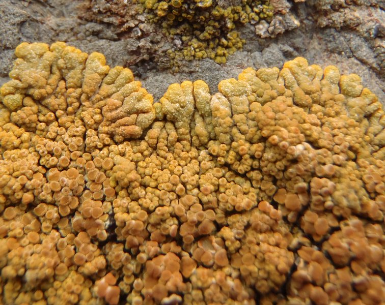Caloplaca saxicola