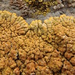 Caloplaca saxicola
