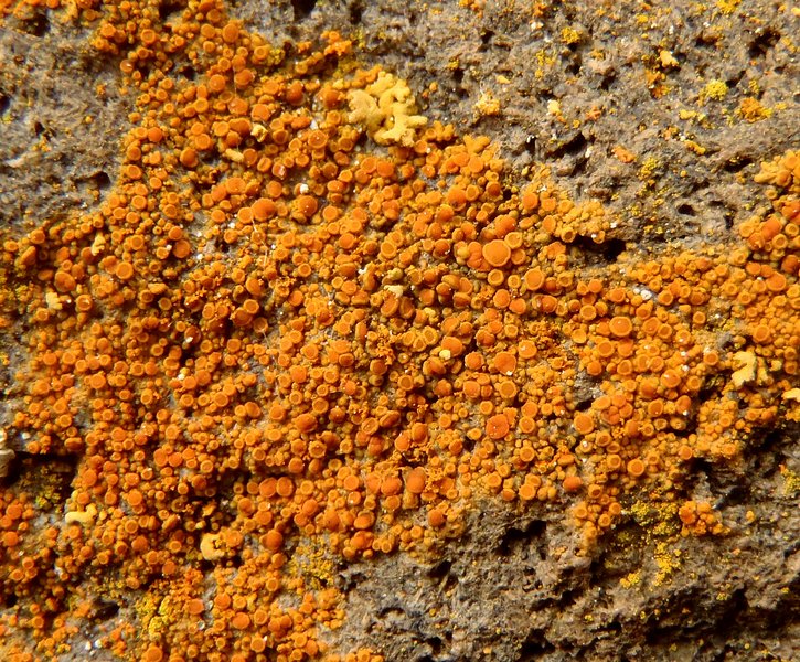 Caloplaca saxicola