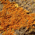 Caloplaca saxicola