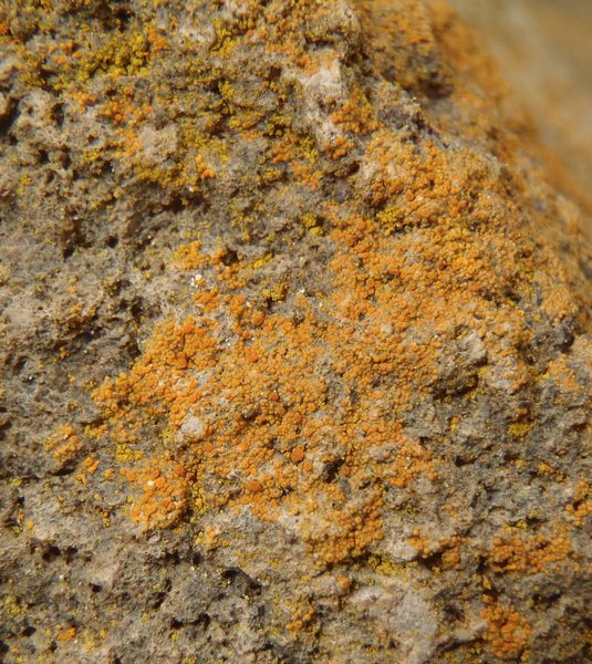 Caloplaca saxicola