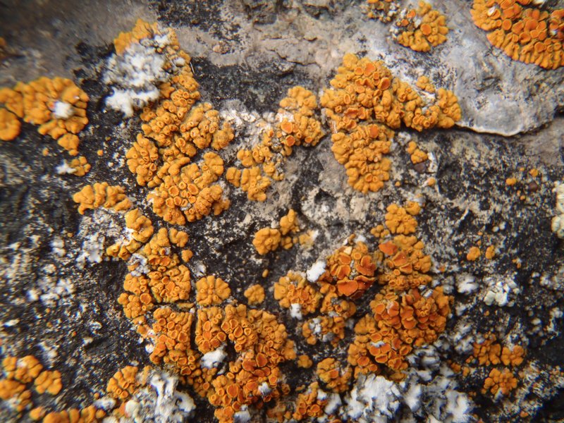 Caloplaca saxicola