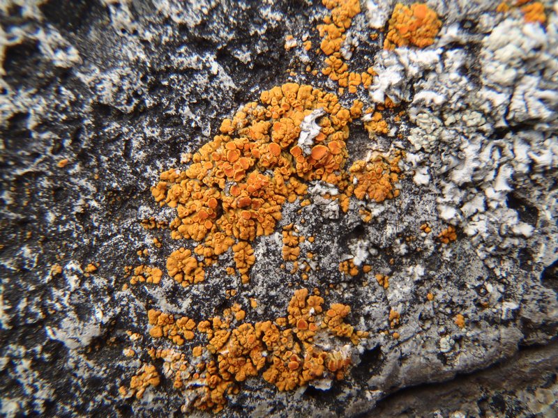 Caloplaca saxicola