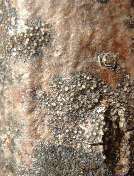 Caloplaca sorocarpa