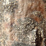 Caloplaca sorocarpa