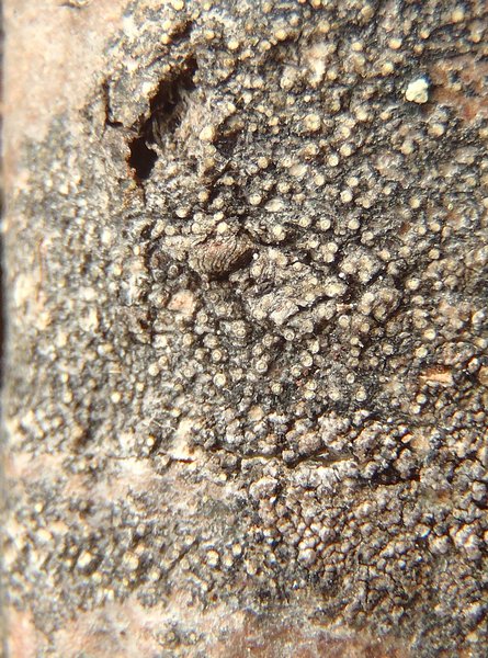 Caloplaca sorocarpa