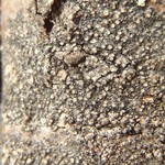 Caloplaca sorocarpa