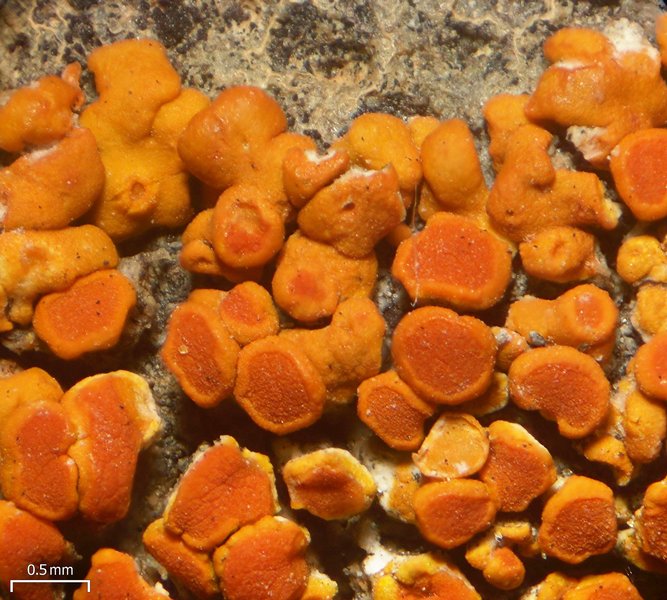 Caloplaca squamosa
