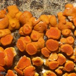 Caloplaca squamosa
