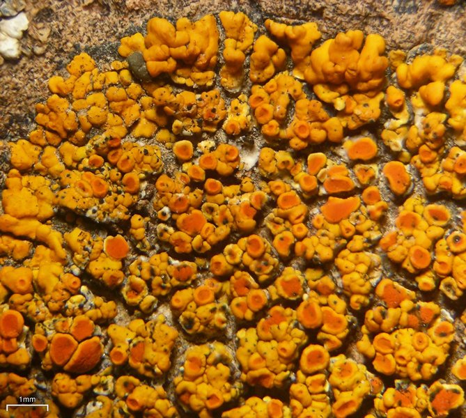 Caloplaca squamosa