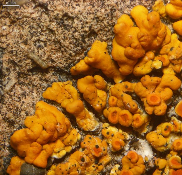 Caloplaca squamosa