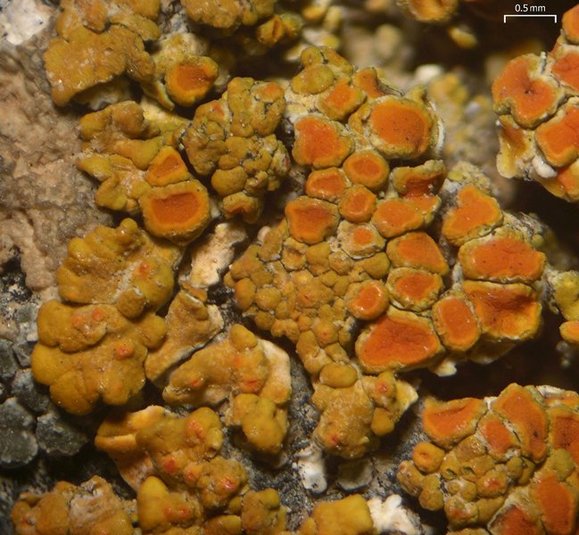 Caloplaca squamosa