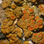 Caloplaca squamosa