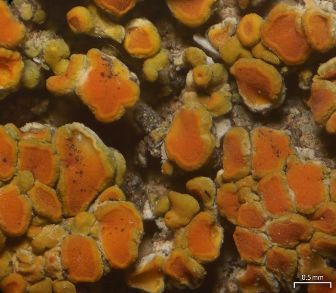 Caloplaca squamosa