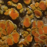 Caloplaca squamosa