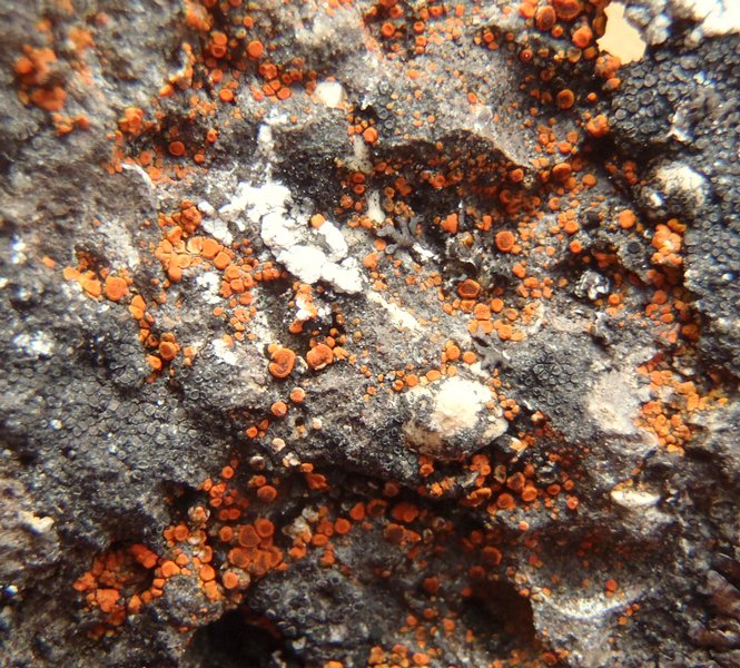Caloplaca squamosa