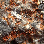 Caloplaca squamosa