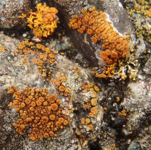 Caloplaca squamosa