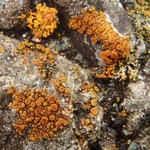 Caloplaca squamosa