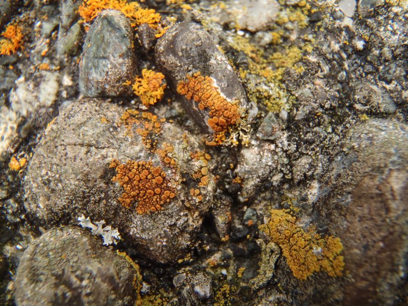Caloplaca squamosa