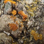Caloplaca squamosa