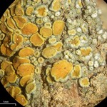 Caloplaca stanfordensis
