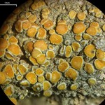 Caloplaca stanfordensis