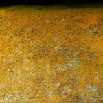 Caloplaca stellata