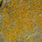 Caloplaca stellata