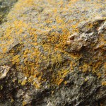 Caloplaca stellata