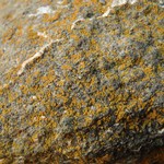 Caloplaca stellata