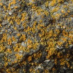 Caloplaca stellata