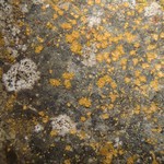 Caloplaca stellata