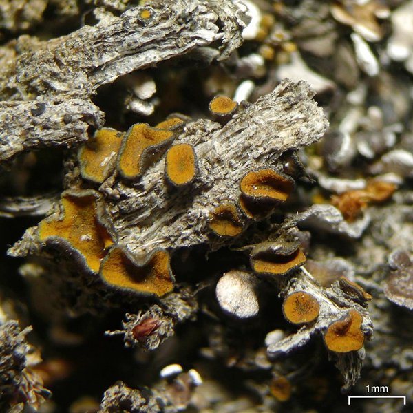 Caloplaca cerina