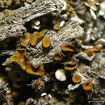 Caloplaca cerina