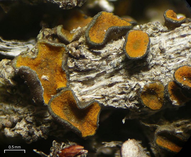 Caloplaca cerina