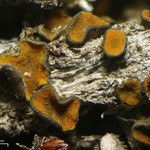 Caloplaca cerina