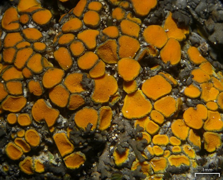Caloplaca cerina