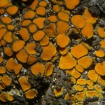 Caloplaca cerina