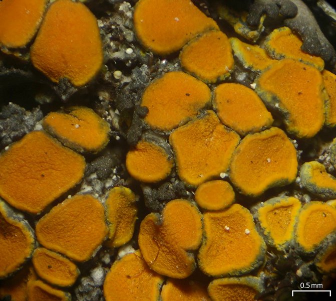Caloplaca cerina