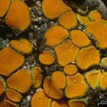 Caloplaca cerina