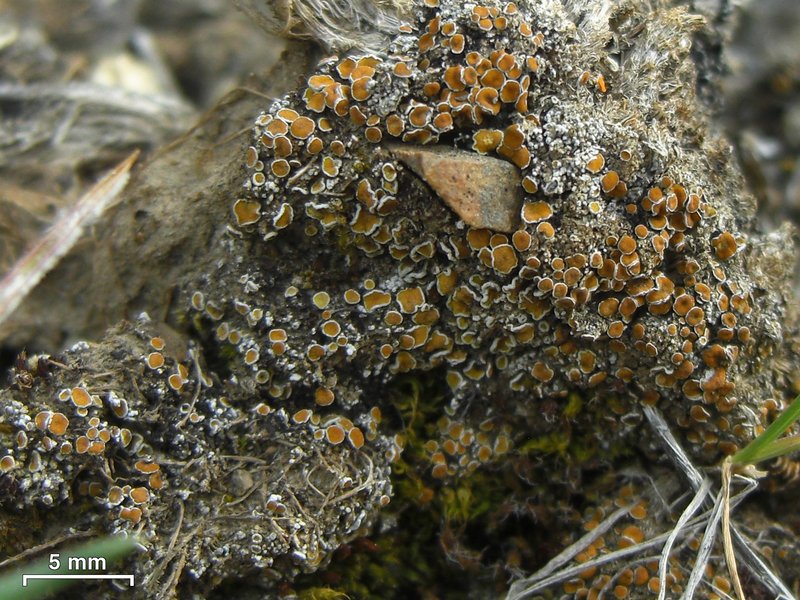 Caloplaca cerina